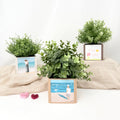 Blumentopf Lilje